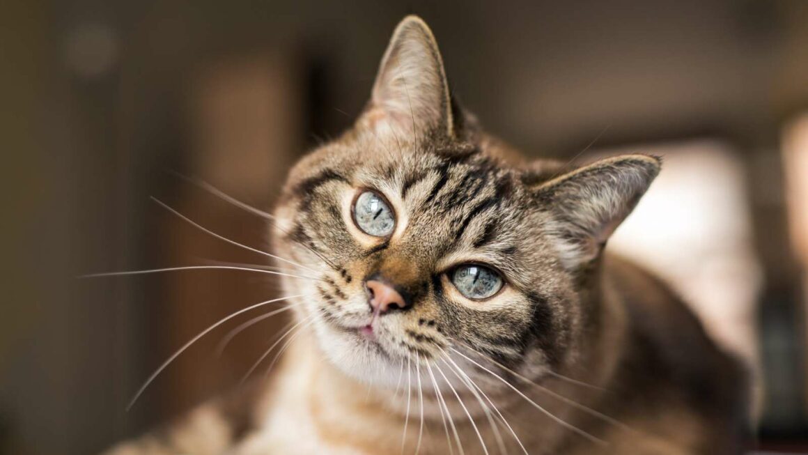 Oggi è la giornata internazionale del gatto