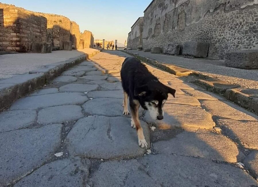 È morto Argo: il cane era la mascotte degli scavi di Pompei
