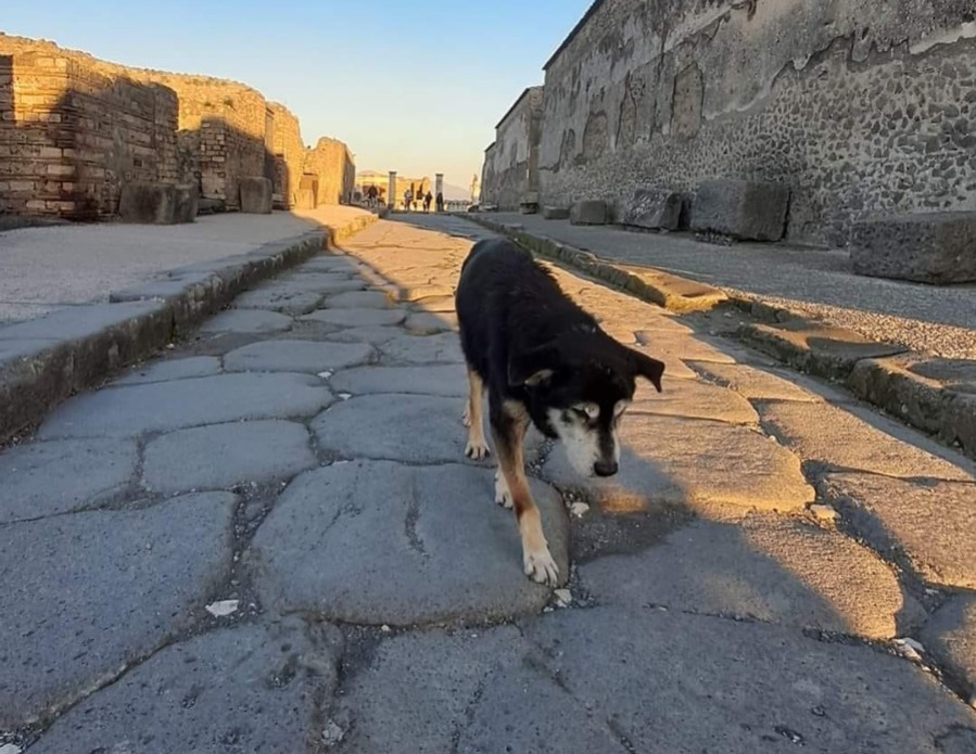 morto Argo cane mascotte Scavi